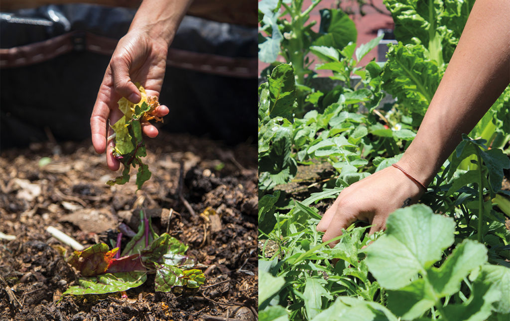 Dieta baja en emisiones - cosechando-lechuga