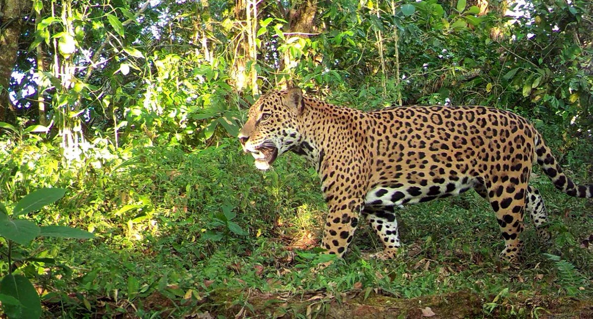 Crece población del jaguar en México