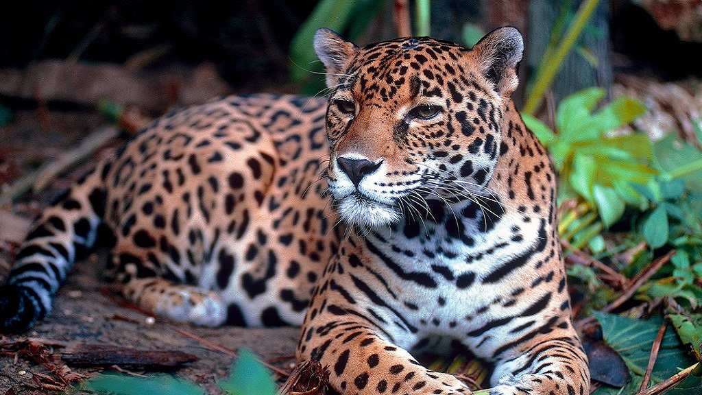Crece población del jaguar en México - crece-20-por-ciento-poblacion-del-jaguar-en-mexico
