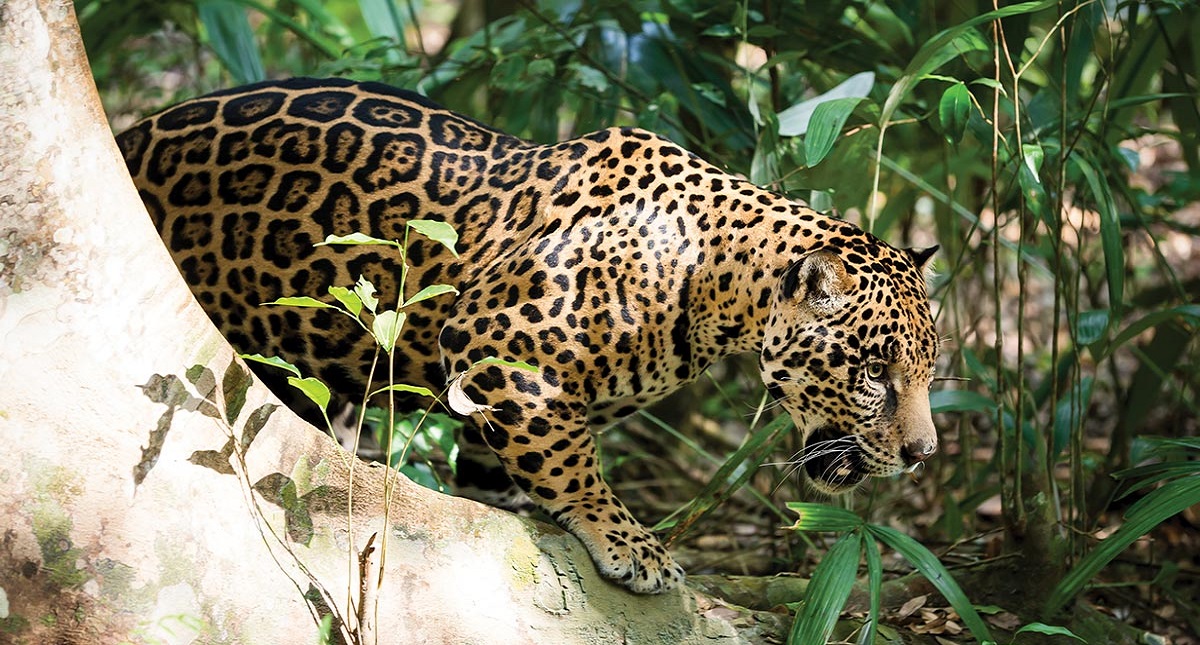 Noviembre mes del jaguar, América unida para su conservación