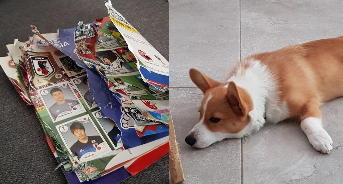 #Viral Panini dona álbum del Mundial a dueña de perro que lo destrozó