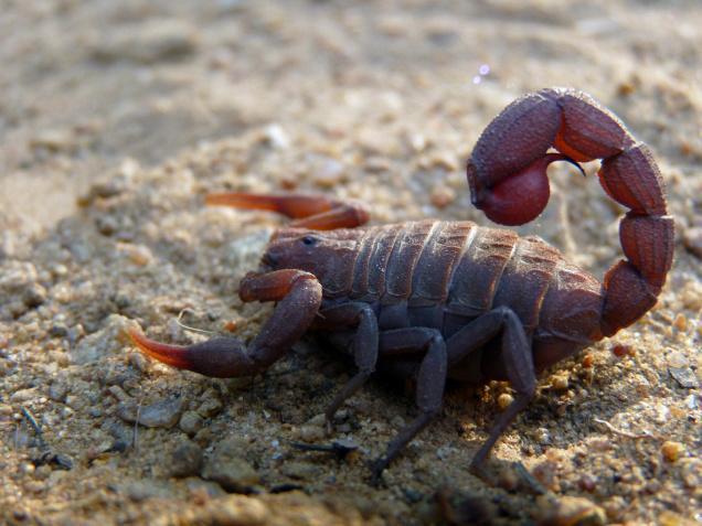 Los animales más peligrosos del mundo - escorpion