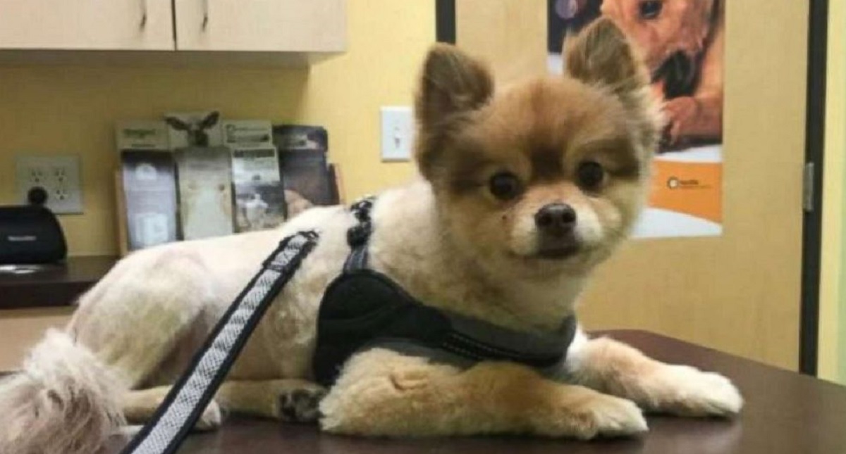 Exigen investigación por perro que murió en escala de vuelo