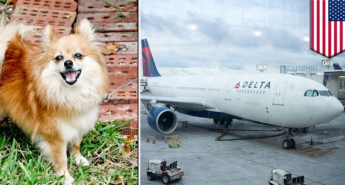 Exigen investigación por perro que murió en escala de vuelo - exigen-investigacion-por-perro-que-murio-en-vuelo