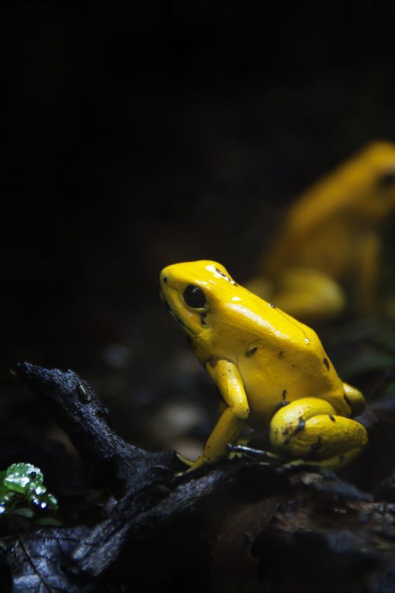 Los animales más peligrosos del mundo - frog