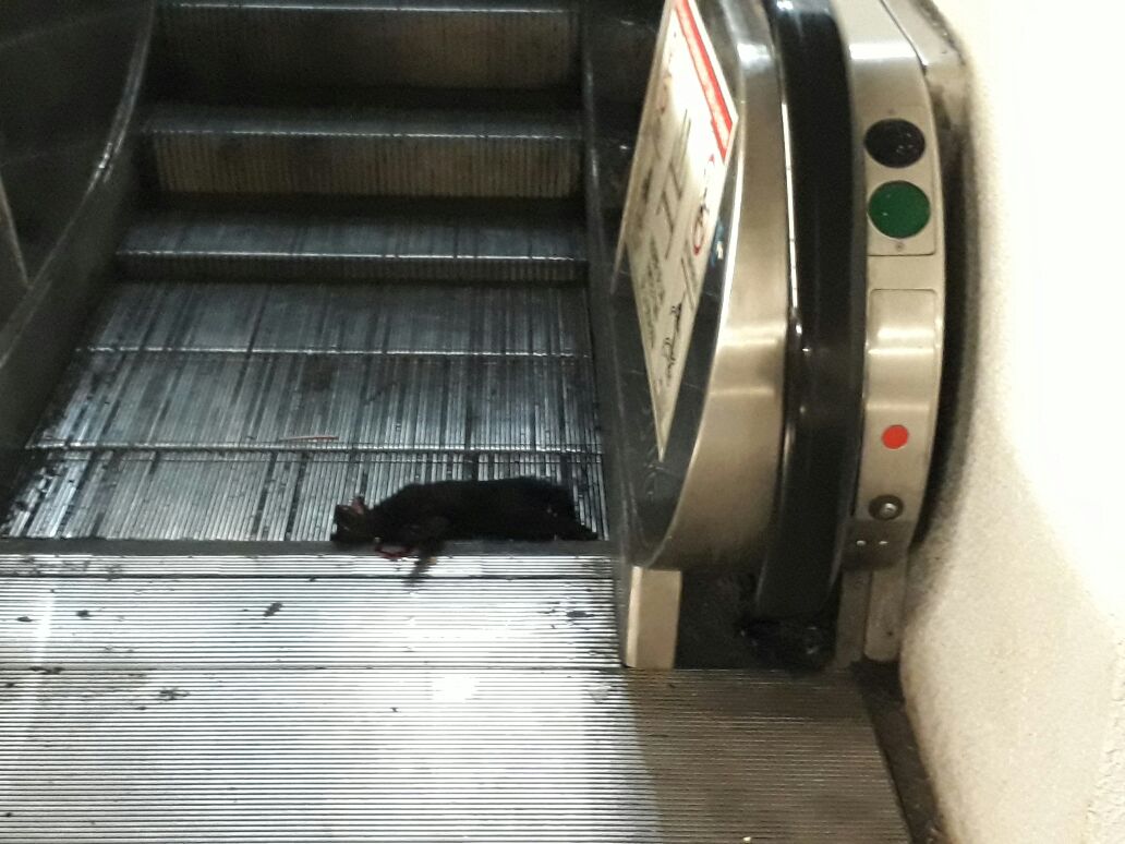 Rescatan a gata que se atoró en las escaleras del Metro Chabacano - gata-atorada-chabacano-metro-2