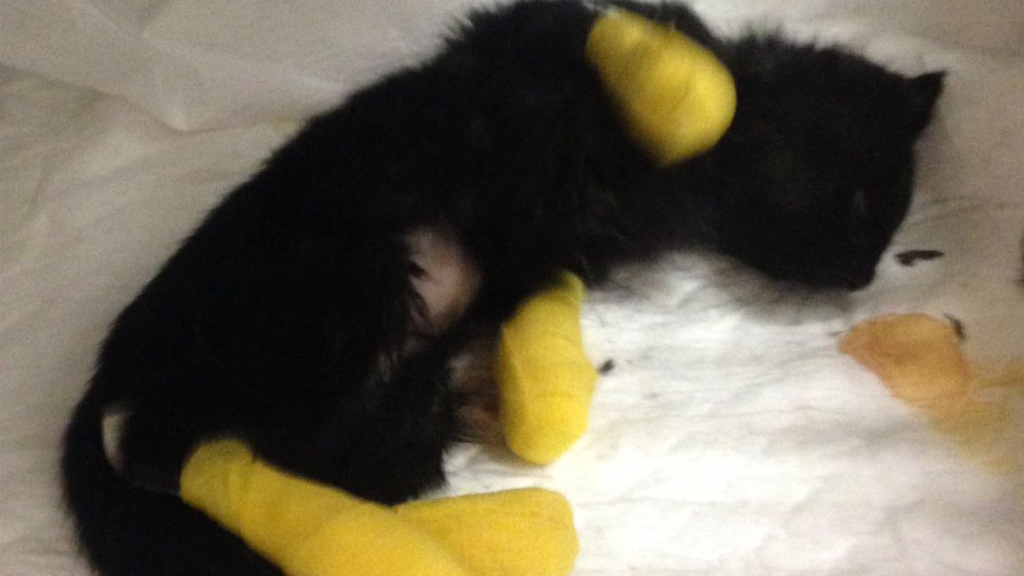 Rescatan a gata que se atoró en las escaleras del Metro Chabacano