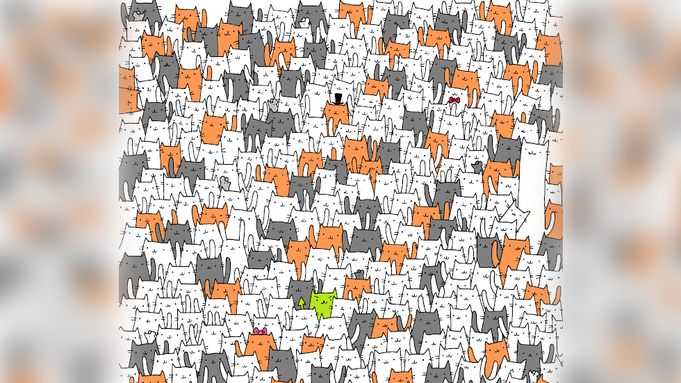 Reto viral: Encuentre al conejo infiltrado entre estos gatos