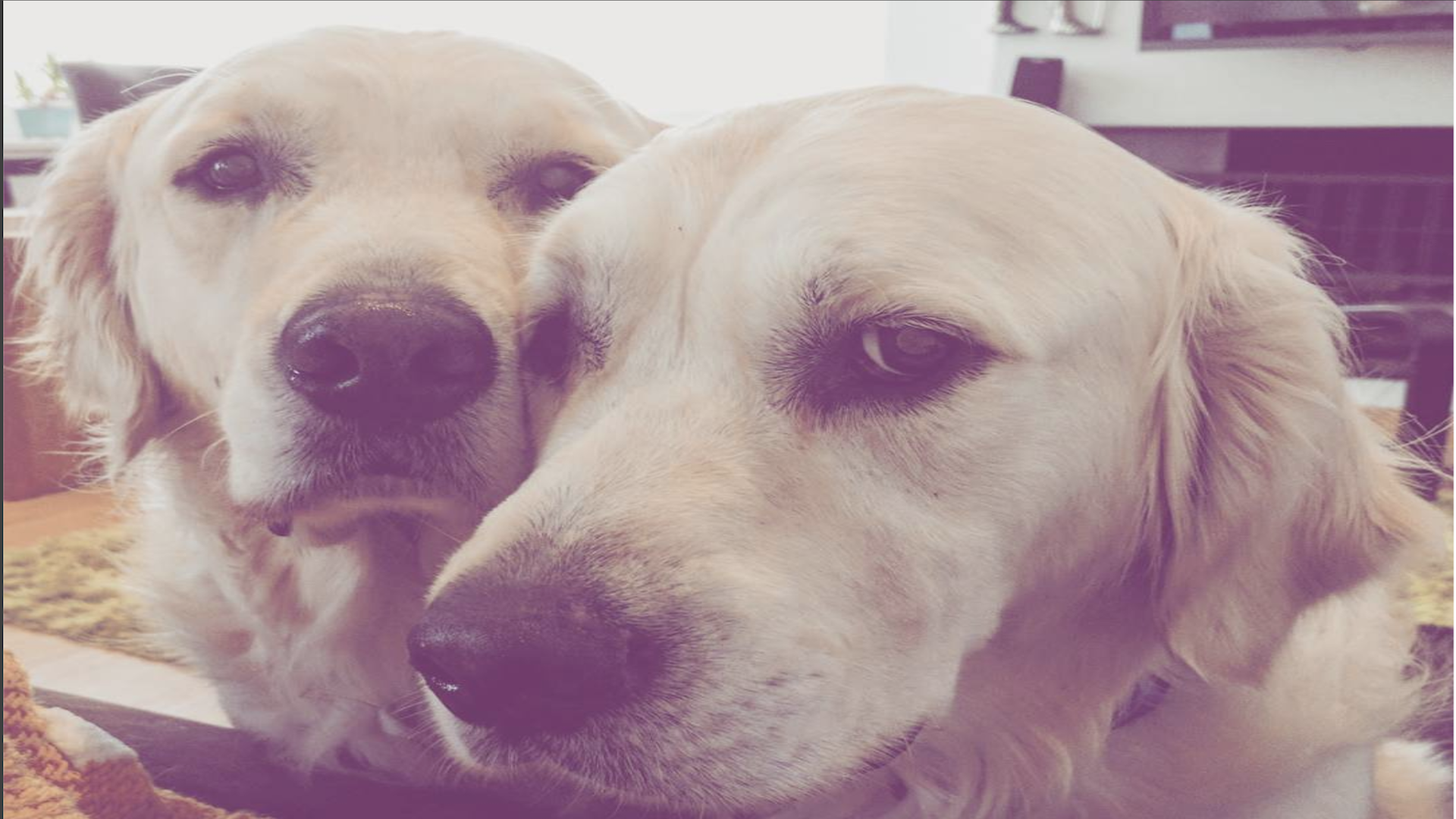 #VIRAL El crecimiento de dos perros en menos de dos minutos