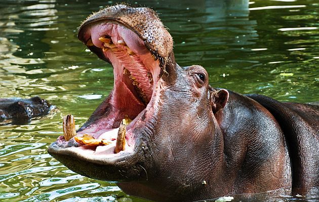 Los animales más peligrosos del mundo - hipo