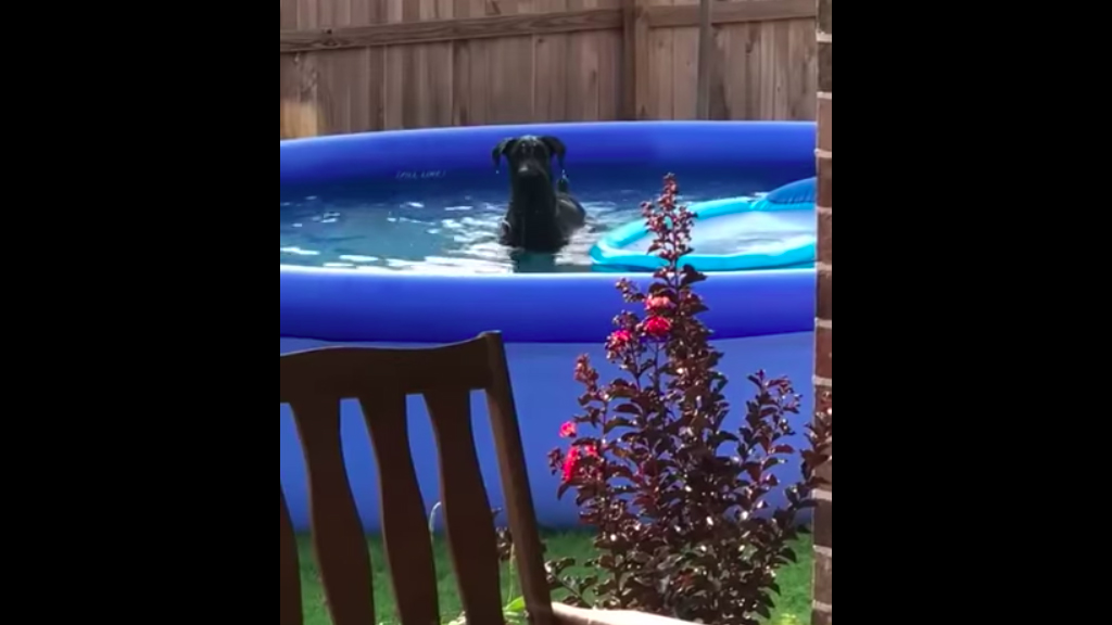 #Viral Hombre sorprende a su perro nadando en piscina inflable