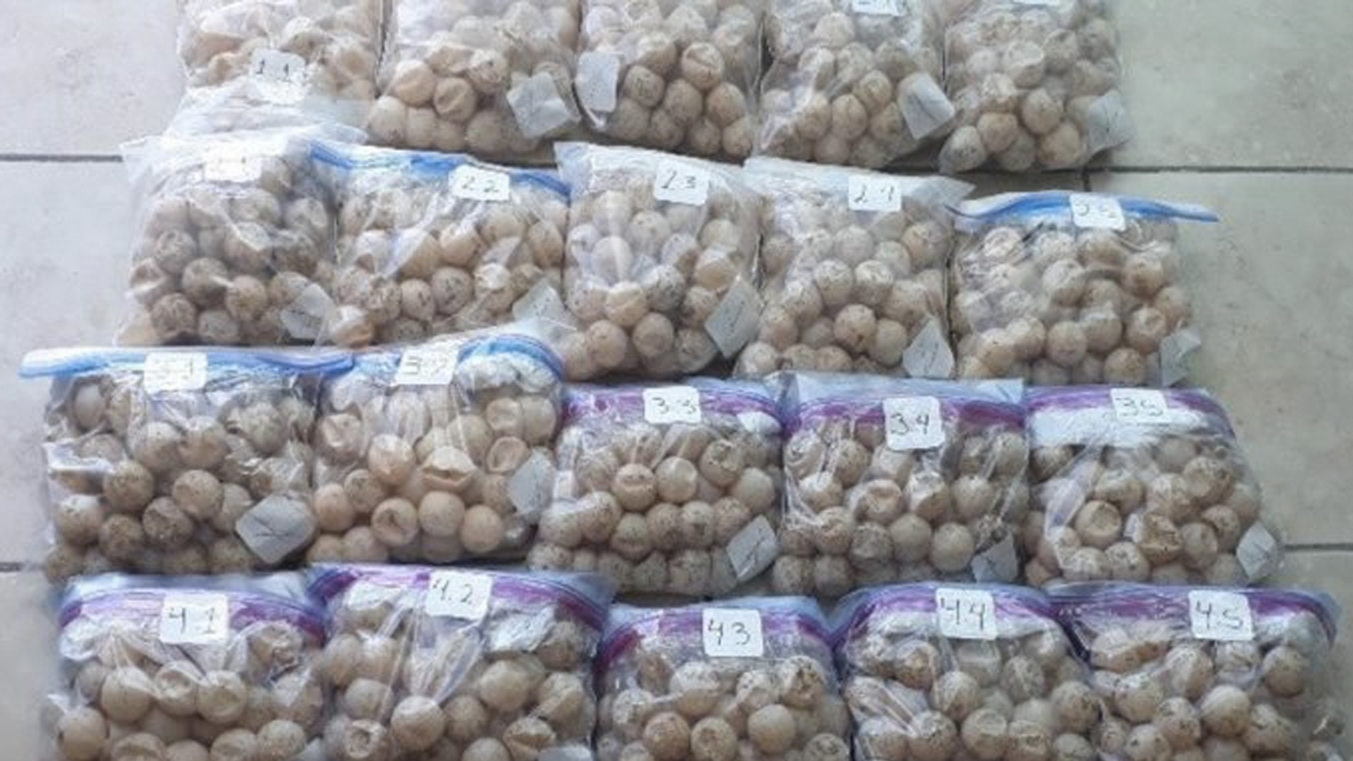 Destruyen mil 557 huevos de tortuga golfina decomisados en mercado de La Viga