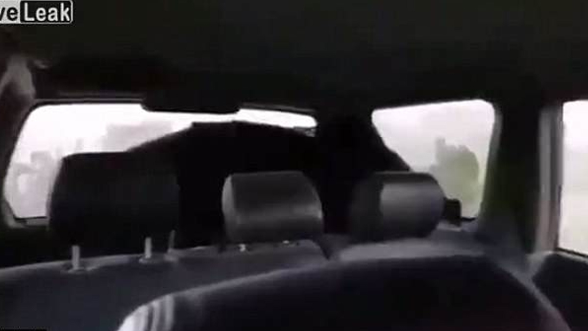 #Video Jabalí revive en el vehículo de sus cazadores