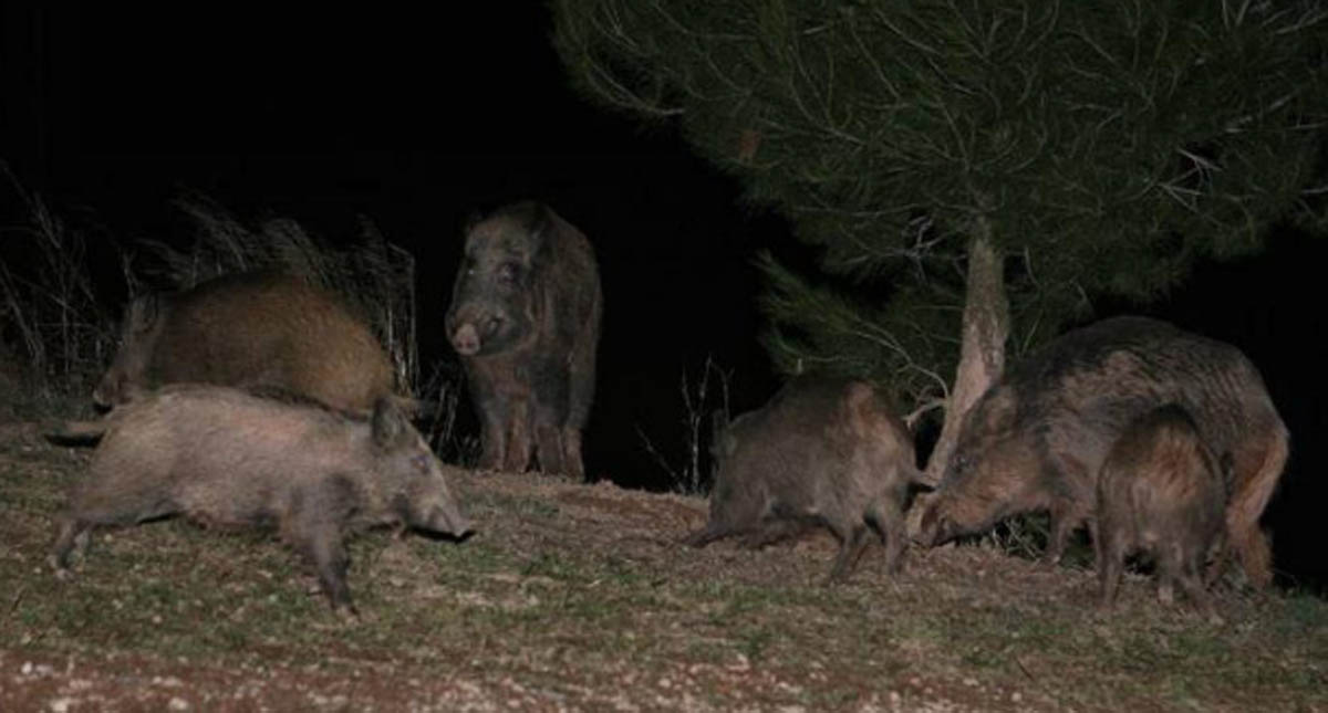 Mamíferos se vuelven nocturnos para evitar a los humanos - jabalies-de-noche