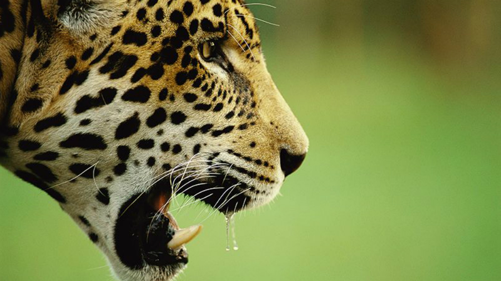 Se recupera 20 por ciento población de jaguar en México - jaguar-mx-2