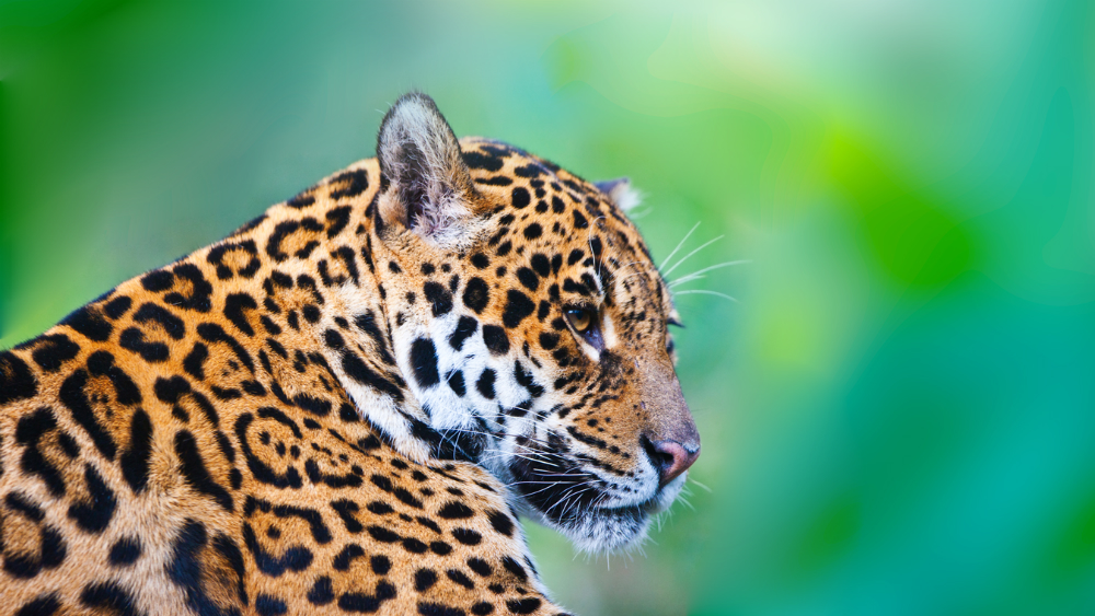 Se recupera 20 por ciento población de jaguar en México
