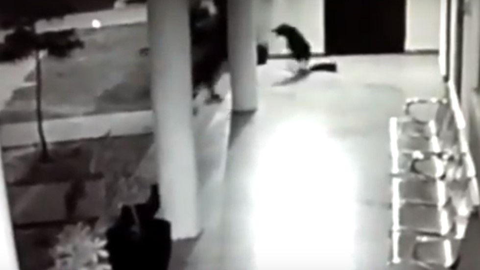 #Video Perra defiende a su cachorro de ataque de leopardo