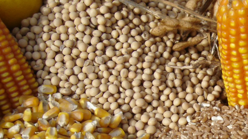 Mexico estudia imponer aranceles a maíz y soya de EE.UU. - maiz-soya-2