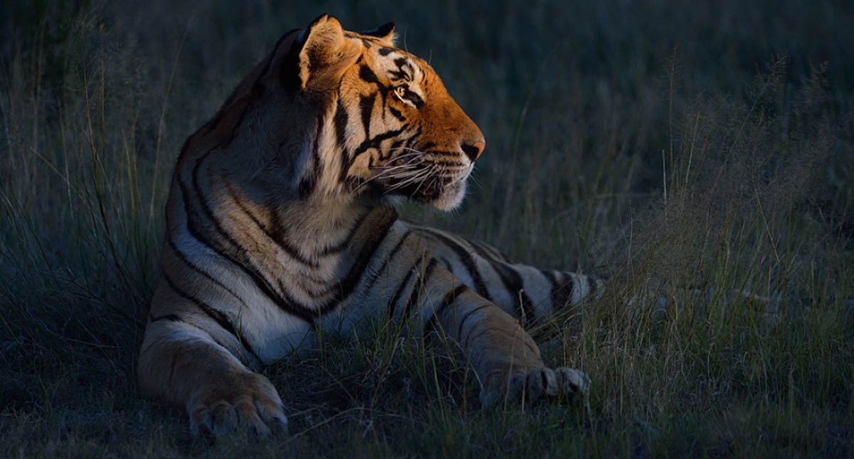 Mamíferos se vuelven nocturnos para evitar a los humanos