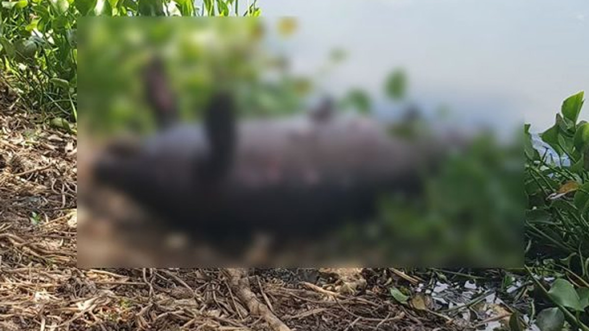 Profepa investiga muerte de manatíes en Tabasco