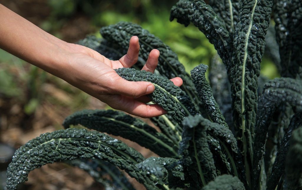 Dieta baja en emisiones