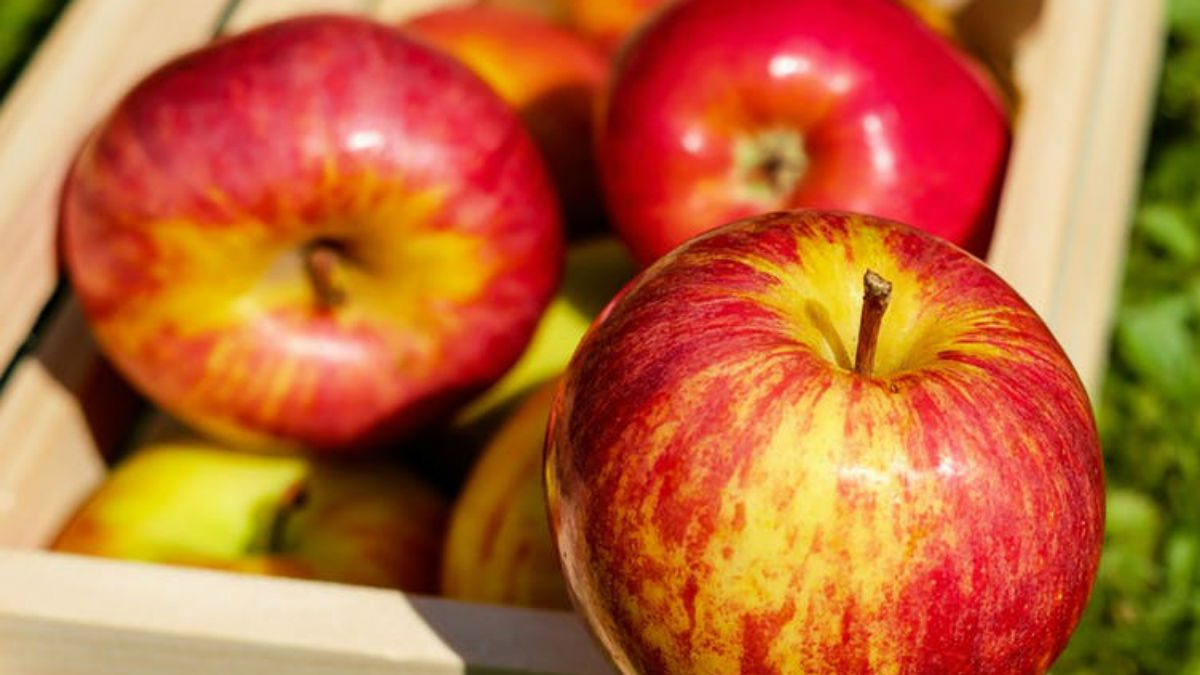 Caen 80 por ciento ventas de manzanas por arancel