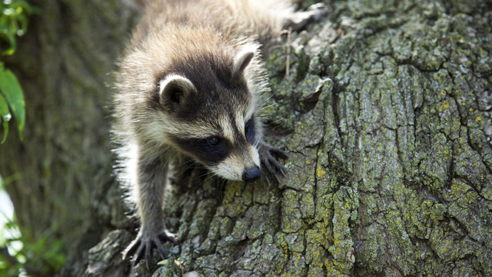 Hombre se dispara en la pierna por tratar de matar a mapache en Colorado