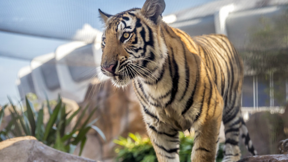 #Video Tigre mascota de universidad de EE.UU. ‘aterroriza’ a estudiantes