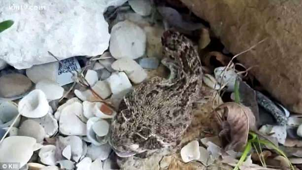 Hombre casi muere por mordedura de serpiente decapitada - milo-y-jennifer-sutcliffe-serpiente-texas-2