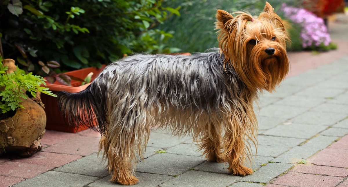 Mujer recibe disparo por evitar robo de su perro en Miguel Hidalgo