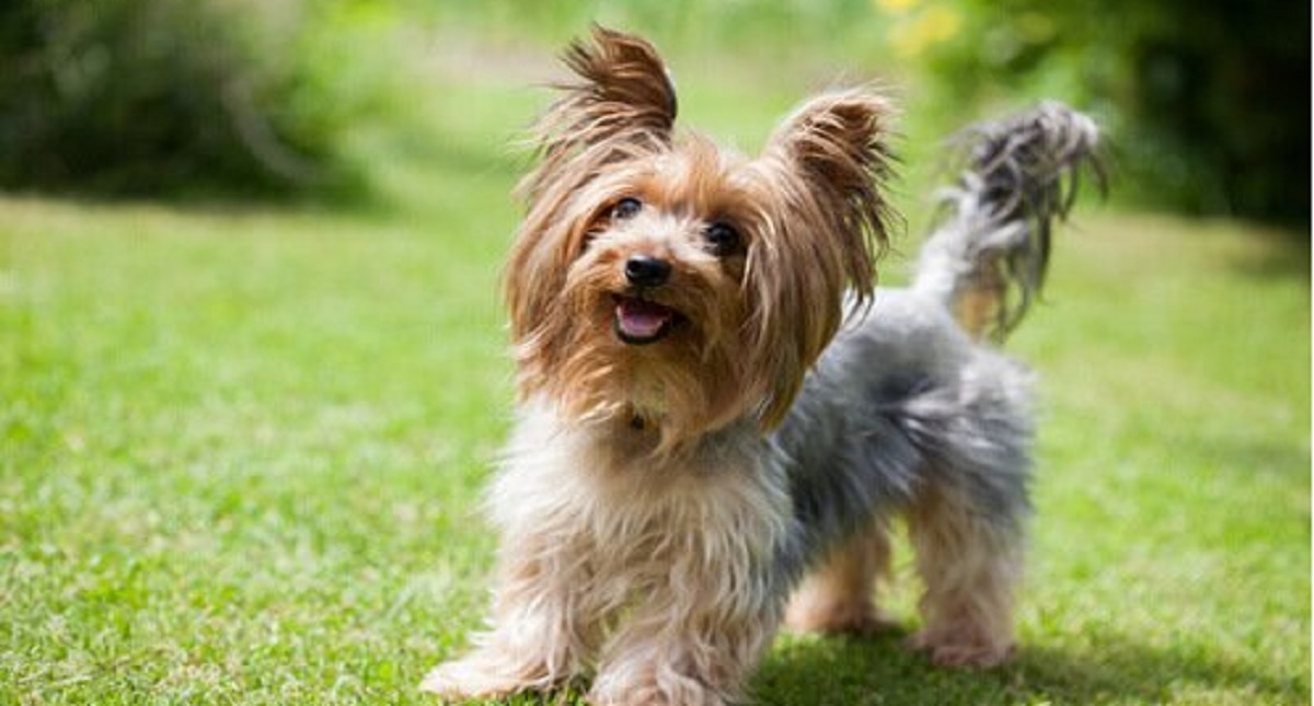 Mujer recibe disparo por evitar robo de su perro en Miguel Hidalgo - mujer-recibe-disparo-por-evitar-robo-de-su-perro-en-la-cdmx