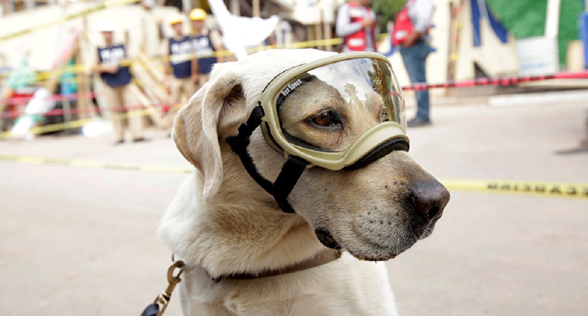 Servicio Postal emite estampilla dedicada a Frida y binomios caninos - niega-semar-que-frida-vaya-a-guatemala-pero-mexico-si-envio-ayuda