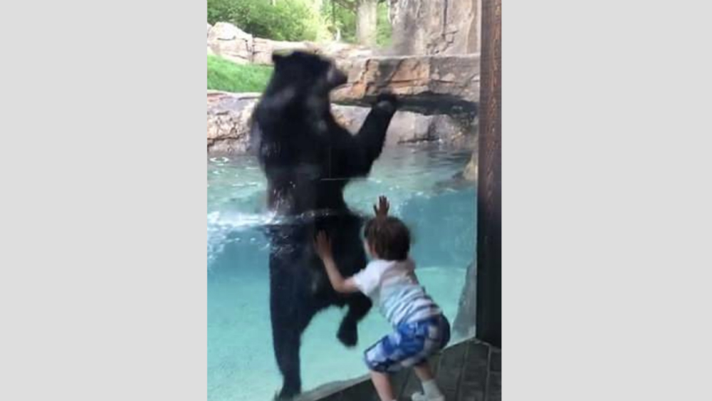 #Video Oso andino y niño se ponen a brincar en EE.UU.