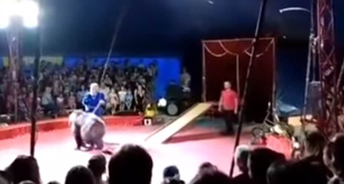 #Video Oso ataca a empleado de circo tras recibir azote