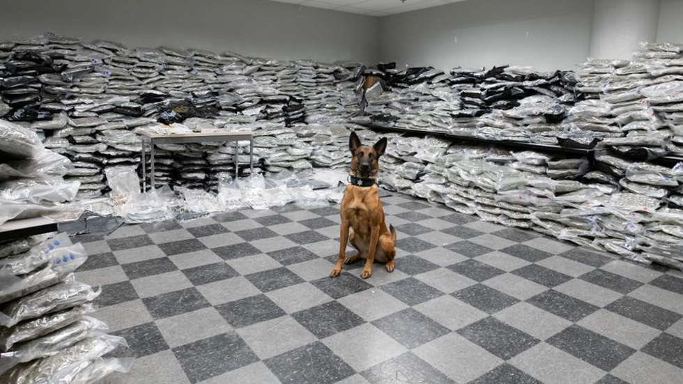 Perro detecta cargamento de más de 600 kilos de mariguana en Chicago