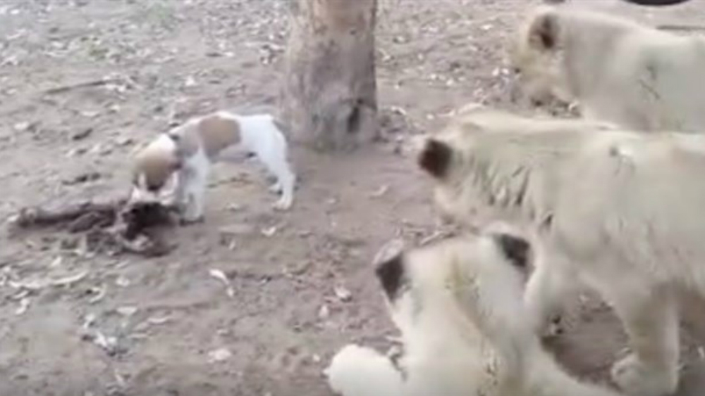 #Viral Perro defiende su comida ante tres leones