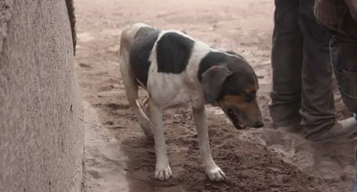 Perro guía a soldados a su familia sepultada por Volcán de Fuego - perro-pide-a-soldados-salvar-a-su-familia-tras-erupcion-estaban-muertos