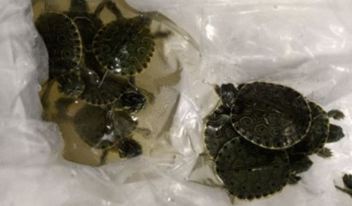 Policía Federal asegura en Chihuahua tortugas de especie protegida - pf-tortugas
