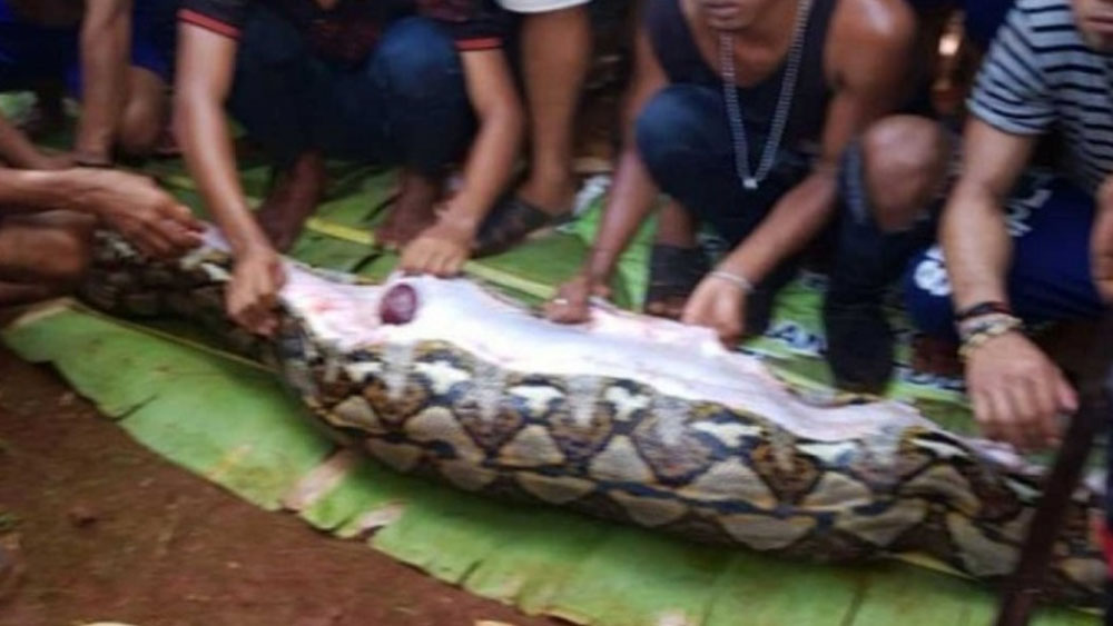 Pitón devora a mujer en Indonesia