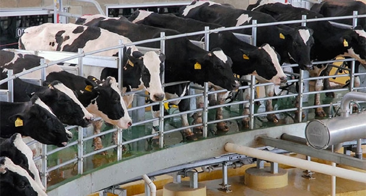 Productores piden eliminar privilegios a lácteos importados - productores-nacionales-piden-eliminar-privilegios-a-lacteos-importados