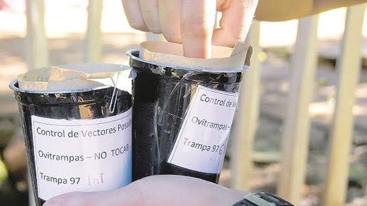 Alertan por proliferación de mosquito del dengue en Mexicali