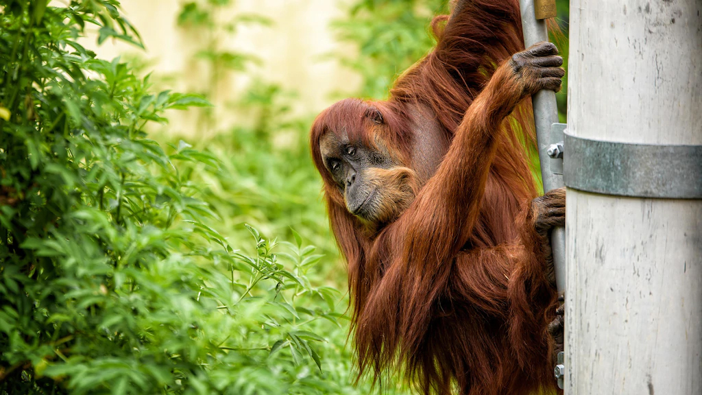 Muere 'Puan', la orangutana más vieja del mundo - puan-australia-orangutana-perth-2