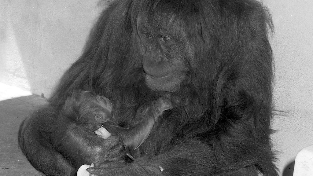 Muere 'Puan', la orangutana más vieja del mundo - puan-australia-orangutana-perth-3