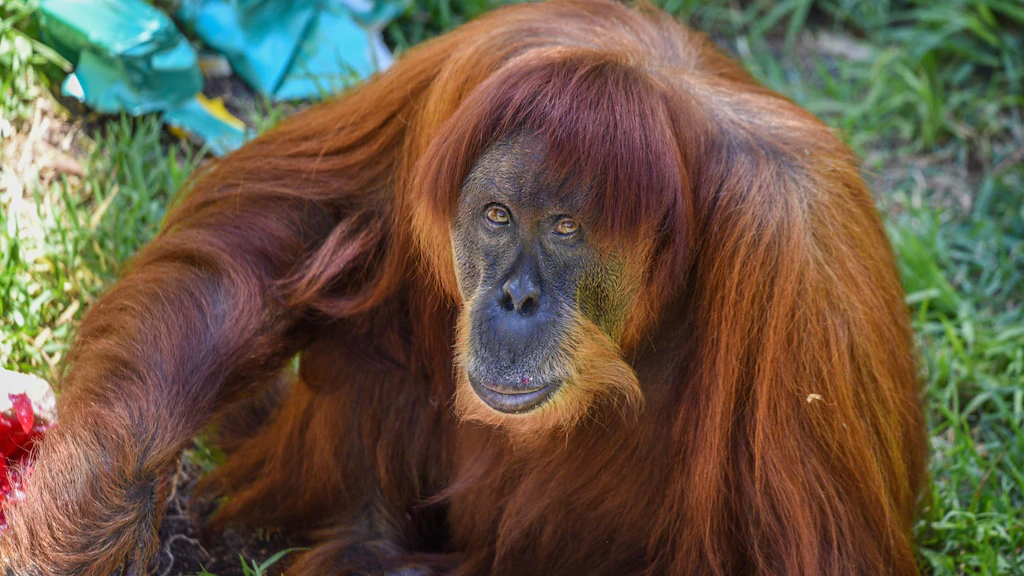 Muere ‘Puan’, la orangutana más vieja del mundo