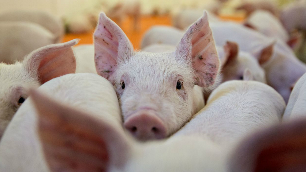 México anunciaría este martes aranceles a productos de EE.UU. - puerco-aranceles