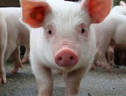 Llega a México primer cargamento de carne de cerdo de Alemania - puercointerior