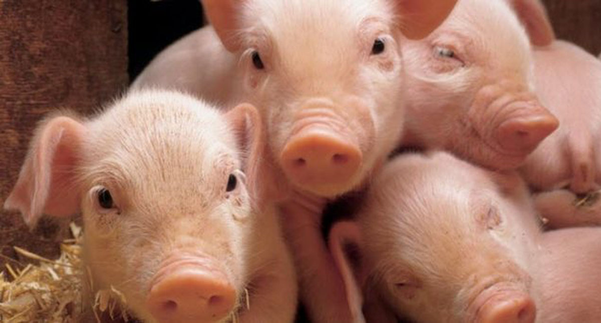 Llega a México primer cargamento de carne de cerdo de Alemania