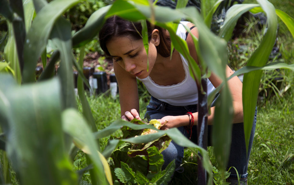 Dieta baja en emisiones - recolectando-lechuga