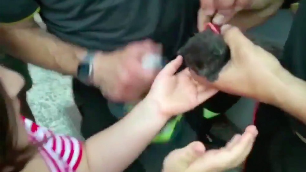 #Video Bomberos rescatan a tres gatos que cayeron en tubería en Italia