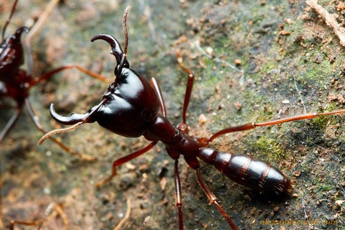 Los animales más peligrosos del mundo - siafu-ants